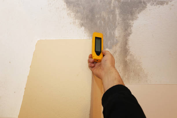 Best Airborne Mold Testing  in Carnesville, GA