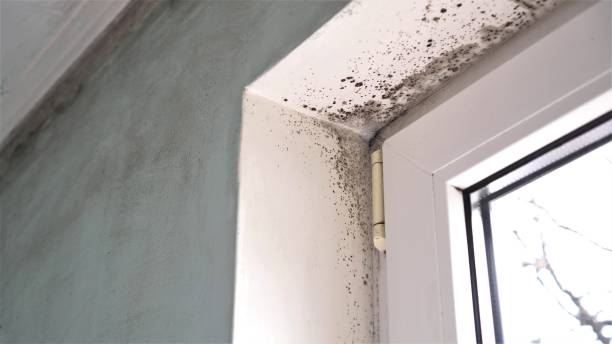 Best Real Estate Mold Inspection  in Carnesville, GA