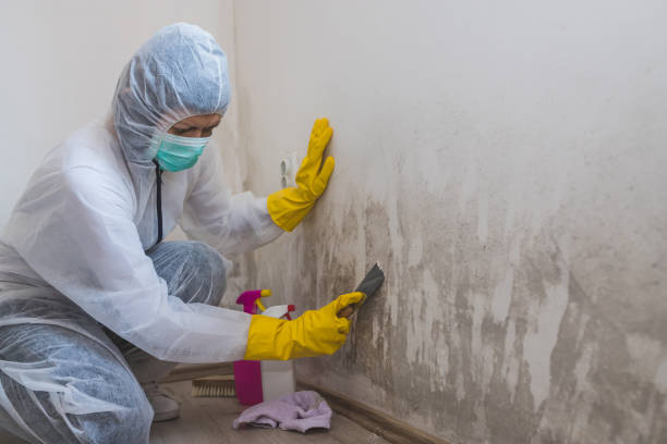 Mold Odor Removal Services in Carnesville, GA