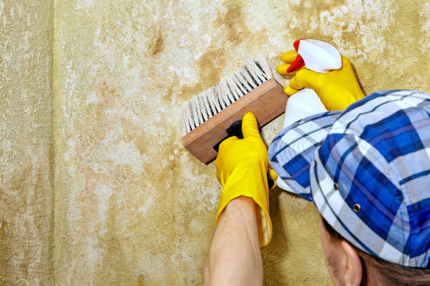 Best Mold Odor Removal Services  in Carnesville, GA
