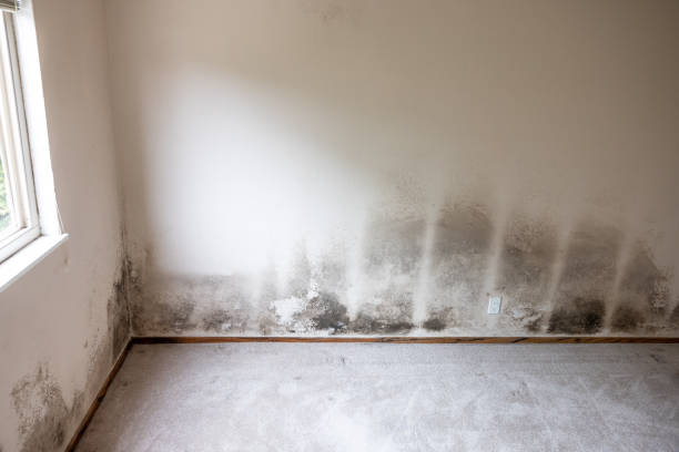 Best Mold Damage Restoration  in Carnesville, GA