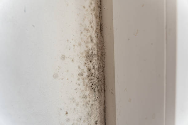  Carnesville, GA Mold Removal Pros